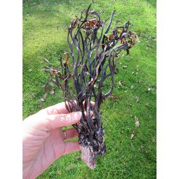 3 Kelp Trees and or Kelp strands. Great for sea and beach projects!!! Add to driftwood to make your sculpture stand above the rest!